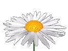 Daisy, Rotating